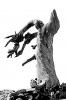 Crater Lake Snag